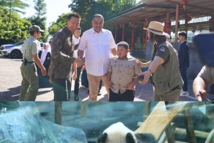 Bupati Rudy Susmanto Apresiasi Panda Pertama Indonesia Lahir di Taman Safari Bogor
